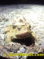 /home//u458753944/public_html/sourcegallery//////Roxborough Toad Detour/2024/2024-04-11/P4111374.JPG